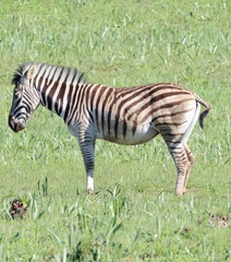 Equus quagga