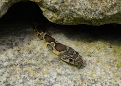 Hemorrhois hippocrepis