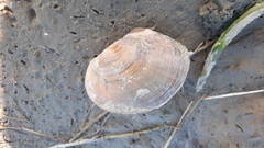 Sinanodonta woodiana