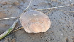 Sinanodonta woodiana