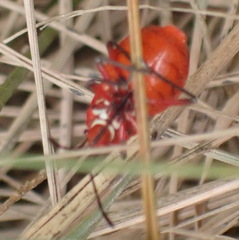 Pyrrhocoridae