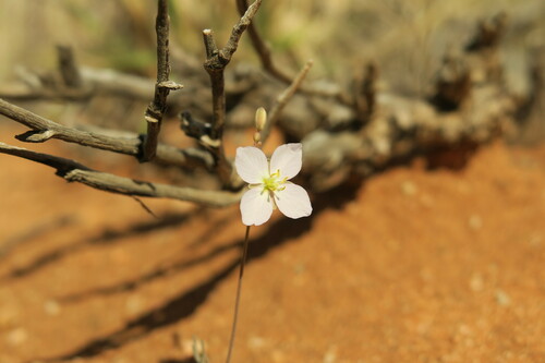 Heliophila deserticola var. deserticola image