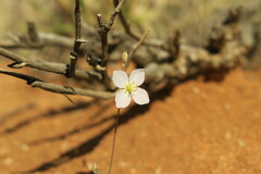 Heliophila deserticola image