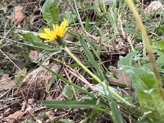 Taraxacum officinale