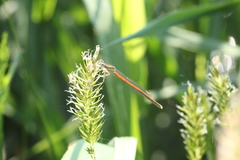 Platycnemis acutipennis