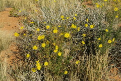Osteospermum sinuatum