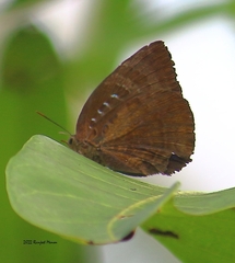 Arhopala centaurus
