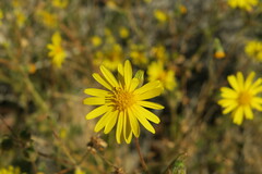 Osteospermum sinuatum