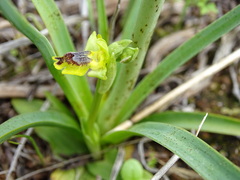 Ophrys sicula