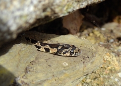 Hemorrhois hippocrepis