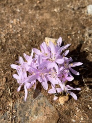 Colchicum pusillum