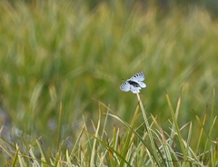 Parnassius phoebus