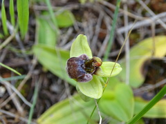 Ophrys bombyliflora