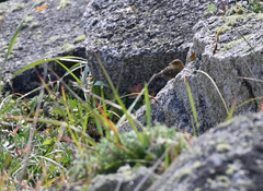 Locustella lanceolata