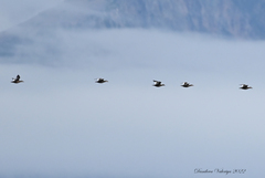 Melanitta stejnegeri