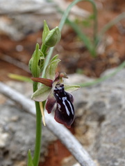 Ophrys cretica
