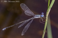 Lestes forficula