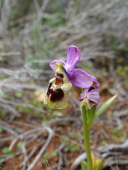 Ophrys tenthredinifera