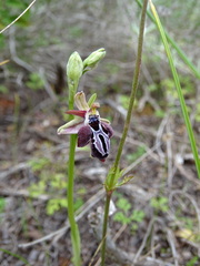 Ophrys cretica