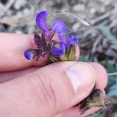 Salvia canescens