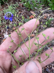 Trichostema setaceum