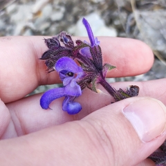 Salvia canescens