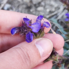 Salvia canescens