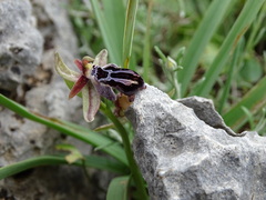 Ophrys cretica
