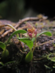 Pachychlamys