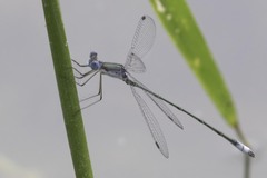 Lestes forficula