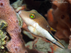 Canthigaster rostrata