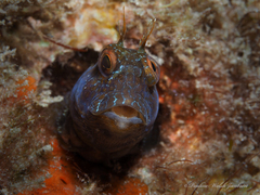 Parablennius marmoreus