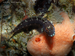 Parablennius marmoreus