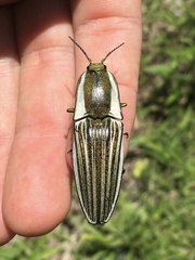 Chalcolepidius zonatus