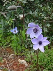 Anemone coronaria