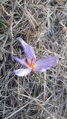 Crocus pallasii