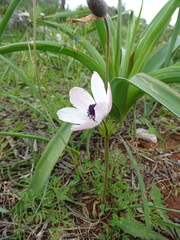 Anemone coronaria