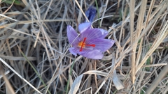 Crocus pallasii