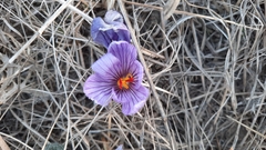Crocus pallasii