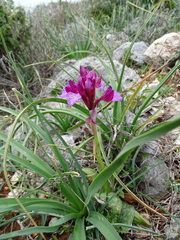 Anacamptis papilionacea aegaea