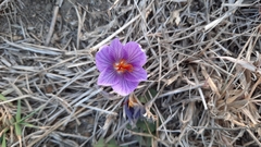 Crocus pallasii