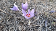 Crocus pallasii