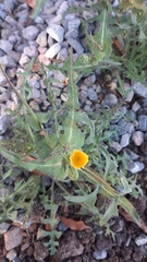 Sonchus
