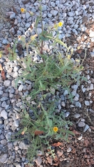 Sonchus