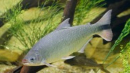 Brycon orbignyanus