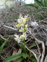 Orchis pauciflora