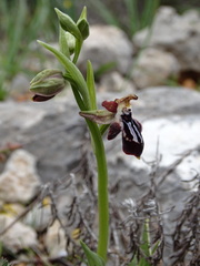 Ophrys cretica