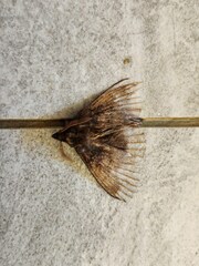 Lebeda nobilis