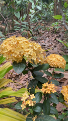 Ixora chinensis