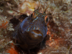 Parablennius marmoreus